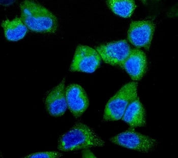 Immunofluorescent staining of FFPE human A431 cells with AIP4 antibody (green) and DAPI nuclear stai