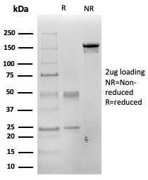 SDS-PAGE analysis of purified, BSA-free PAX3 antibody (clone PAX3/4700) as confirmation of integrity