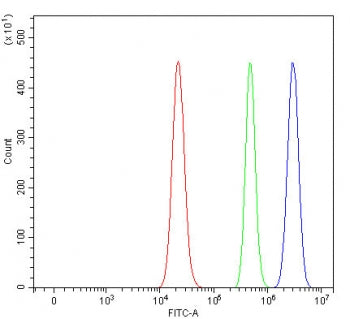 RPAIN Antibody / RPA-interacting protein