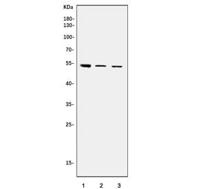 Western blot testing of human 1) HeLa, 2) A431 and 3) PC-3 cell lysate with TEF-1 antibody. Predicte