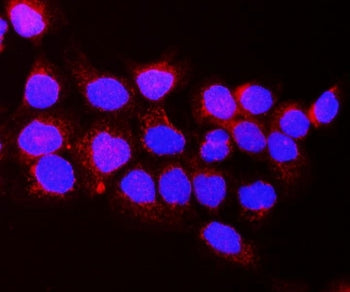 Immunofluorescent staining of FFPE human A549 cells with VEGFR1 antibody (red) and DAPI nuclear stai