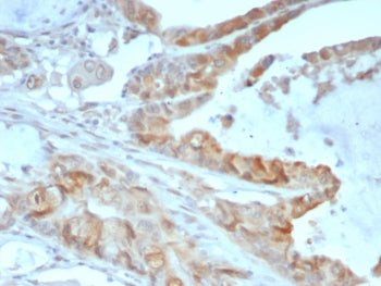 Annexin A2 Antibody / ANXA2