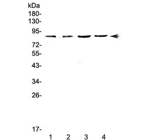 Western blot testing of 1) rat spleen, 2) rat thymus, 3) mouse spleen and 4) mouse thymus lysate wit