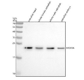 Western blot analysis of Mob3A/B/C protein using Zebrafish Mob3 antibody and 1) zebrafish head, 2) w