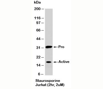 Western blot testing of staurosporine-treated Jurkat cells (2 hr, 2 uM) with Caspase-3 antibody at 2