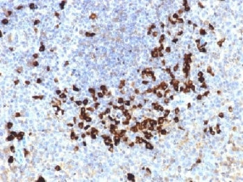 IHC testing of FFPE human tonsil stained with Lambda Light Chain antibody (clone LLC/1738). Required