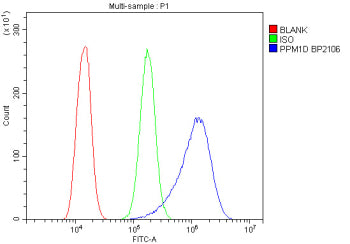 PPM1D Antibody / Protein phosphatase 1D, 100ug