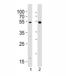 Lyn Antibody