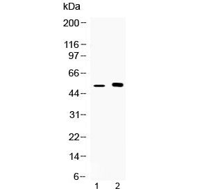 Western blot testing of 1) mouse kidney and 2) human MCF7 lysate with CDR2 antibody at 0.5ug/ml. Exp