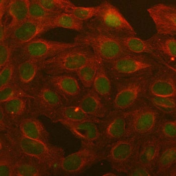 Immunofluorescent staining of FFPE human U2OS cells with B-cell lymphoma 3 antibody (green) and Beta
