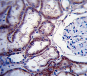 IHC testing of FFPE human kidney tissue with Tyrosine-protein kinase Fer antibody. HIER: steam secti