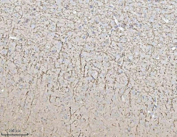 IHC staining of FFPE mouse brain tissue with MAG antibody. HIER: boil tissue sections in pH8 EDTA fo