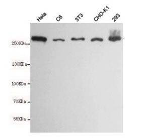 Western blot testing of Fatty Acid Synthase in human HeLa, rat C6, mouse NIH3T3, hamster CHO-K1 and 