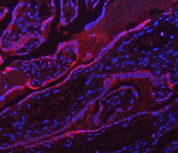 ATP5A1&nbsp;Antibody / ATP5F1A / ATP synthase subunit alpha