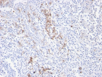 CD38 Antibody