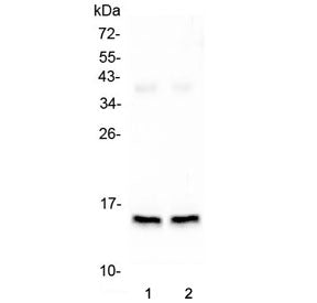 Western blot testing of 1) rat heart and 2) mouse heart lysate with FABP3 antibody. Predicted molecu