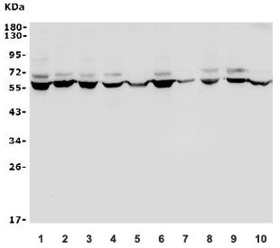 Western blot testing of human 1) HEK293, 2) HepG2, 3) Jurkat, 4) A549, 5) Raji, 6) SW620, 7) SK-O-V3