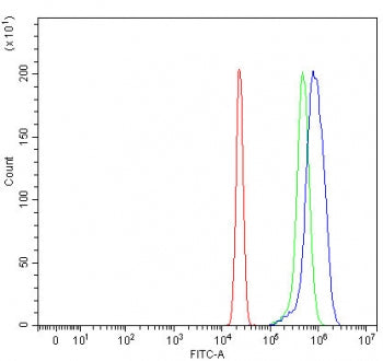 CDT1 Antibody / DNA replication factor Cdt1
