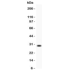 Western blot testing of Kallikrein antbody and mouse testis. Expected/observed size ~29KD
