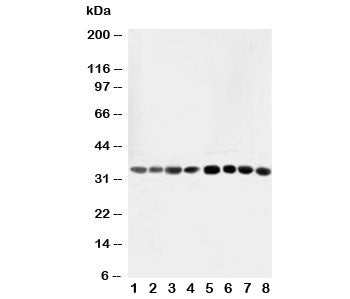 Western blot testing of AIMP2 antibody and Lane 1: rat liver; 2: rat lung; 3: rat kidney; 4: rat bra