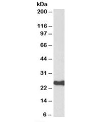 Western blot testing of human amygdala lysate with HDGFRP3 antibody at 0.3ug/ml. Predicted molecular