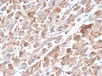 IHC staining of FFPE human heart tissue with CD325 antibody (clone MNCD2). HIER: boil tissue section