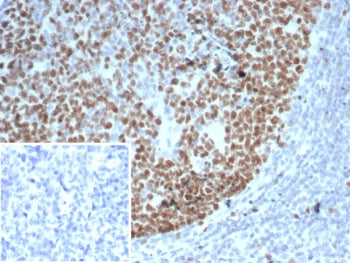 IHC staining of FFPE human tonsil tissue with EZH2 antibody (clone EZH2/6989). Inset: PBS used in pl