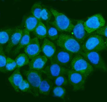 Immunofluorescent staining of FFPE human Caco-2 cells with STAU1 antibody (green) and DAPI nuclear s