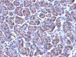 Golgi Antibody
