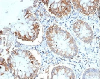 IHC staining of FFPE human colon tissue with LFA-2 antibody (clone LFA2/7100). HIER: boil tissue sec