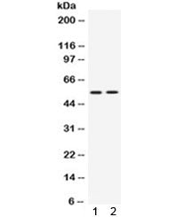 VRK1 Antibody
