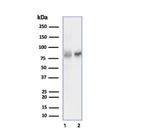 Western blot testing of human 1) MOLT-4 and 2) HEK293 cell lysate using XRCC5/Ku80 antibody (clone X