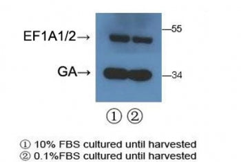 Western blot testing of human 293T cell lysate with EEF1A1/2 antibody and a GADPH loading control Ab