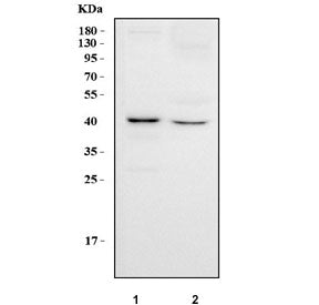 Western blot testing of human 1) T-47D and 2) HepG2 cell lysate with Mitogen-activated protein kinas