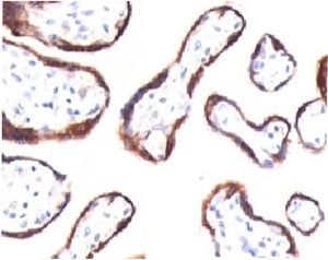 IHC testing of FFPE human placenta and HCG-beta antibody (CGB63). HIER: boil tissue sections in pH 9