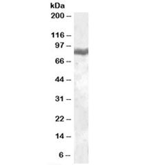 Western blot testing of peripheral blood mononucleocyte lysate with LTF antibody at 0.05ug/ml. Predi