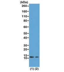 Western blot test of acid extracts from (1) HeLa cells treated with sodium butyrate and (2) HeLa cel