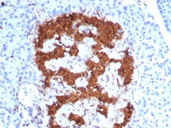 IHC staining of FFPE human pancreas tissue with PGP9.5 antibody (clone UCHL1/8152). HIER: boil tissu
