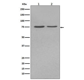 Western blot testing of human 1) HepG2 and 2) JAr cell lysate with ALPL antibody. Predicted molecula