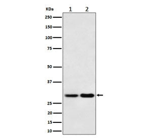 Western blot testing of 1) human 293T and 2) mouse NIH 3T3 cell lysate with MTAP antibody. Expected 