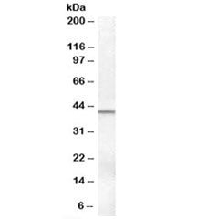 Western blot testing of human ovay lysate with SERPINB6 antibody at 0.1ug/ml. Predicted molecular we