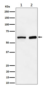 Western blot analysis of ATE1 expression in (1) human HepG2 cell lysate; (2) mouse spleen lysate. Pr
