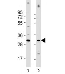 COPS7B Antibody / CSN7b