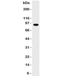 Western blot testing of human Daudi lysate with MALT1 antibody (clone 4NMT-3). Expected molecular we