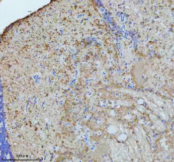 IHC staining of FFPE zebrafish brain tissue with Zebrafish Gnaq antibody, HRP secondary and DAB subs