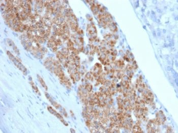 IHC staining of FFPE human adrenal gland with StAR antibody (clone STAR/2140). Required HIER: boil t