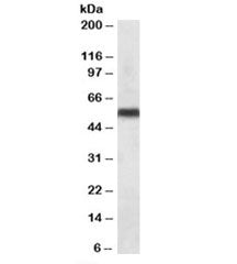 Western blot testing of human liver lysate with CYP2C8 antibody at 0.1ug/ml. Predicted molecular wei