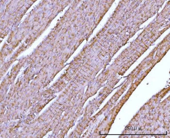 IHC staining of FFPE rat cardiac muscle tissue with NDUFA7 antibody. HIER: boil tissue sections in p
