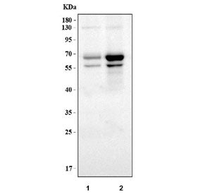 RelB Antibody
