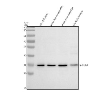 Western blot analysis of Suclg1 protein using Zebrafish Suclg1 antibody and 1) zebrafish head, 2) wh